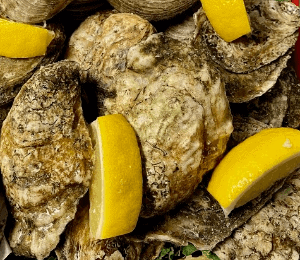 Fresh Oysters in the Shell